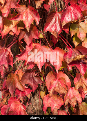 Close up photograph of Boston ivy, creeper, Parthenocissus Tricuspidata, Japanese ivy, vine, climbing up wall. Stock Photo