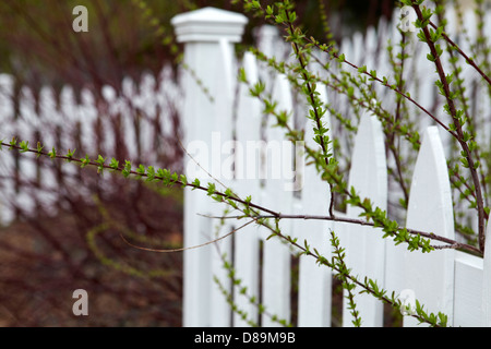 Picket fence containing spring growth Stock Photo