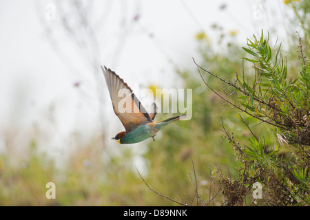 European Bee Eater in flight after taking off from nearby branch Stock Photo