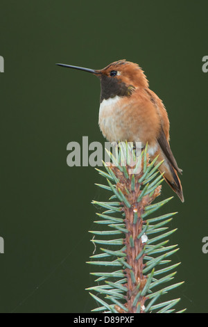 A male rufous hummingbird (Selasphorus rufus) perched on the top of a pine tree, Clearwater National Forest, Idaho Stock Photo