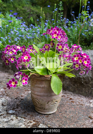 Primula auricula flower heads. Often known as auricula, mountain cowslip or bear's ear, is a species of flowering plant. Stock Photo