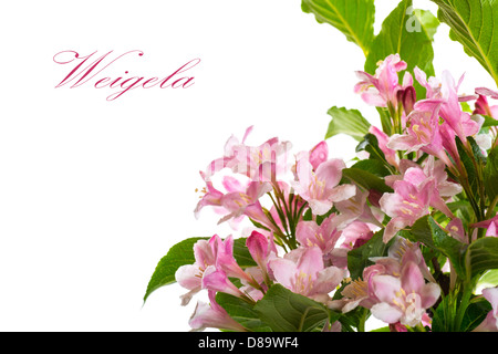 pink flowers Weigela Stock Photo