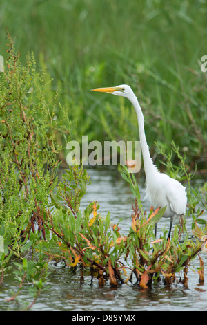 A great egret (Ardea alba) hunts in the bayou of Anahuac National Wildlife, Refuge, Texas