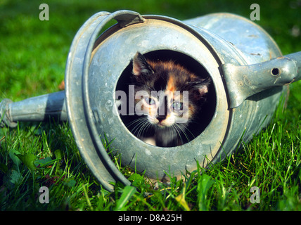 Kitten in can. Stock Photo