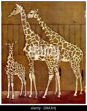 GIRAFFES IN ZOO 1912 Stock Photo