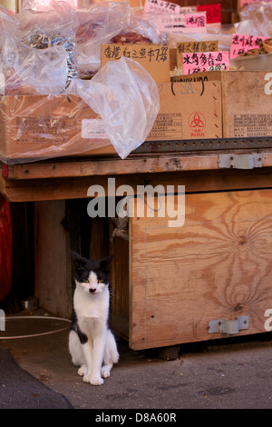 Cat stands guard at a market stall in the Chinatown area of New York City's Lower East Side in New York, NY, USA. Stock Photo