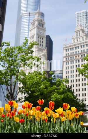 wrigley building with walkway overpass visible and trump international with tulips in foreground during the spring tulip season Stock Photo