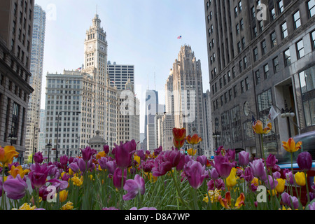 bright colored tulips in spring springtime michigan avenue chicago il downtown buildings landmarks wrigley john hancock tribune Stock Photo