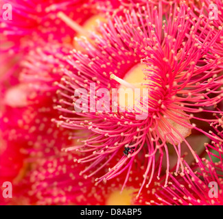 Bright vibrant red flowers of Australian gum tree native to Australia Phytocarpa Summer Red Stock Photo