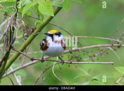 Chestnut-sided warbler (Dendroica pensylvanica) on tree branch, breeding plumage. Stock Photo