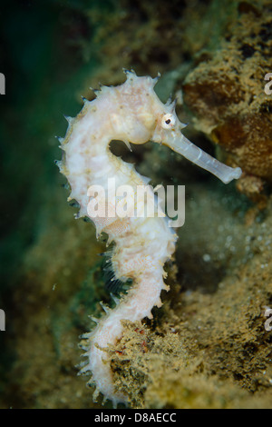 A white Thorny Seahorse from Ambon Indonesia Stock Photo