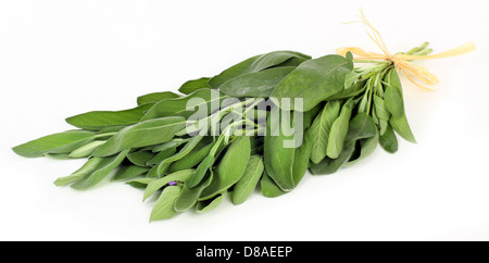 Sage leaves isolated on white Stock Photo