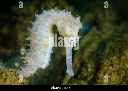A white Thorny Seahorse from Ambon Indonesia Stock Photo