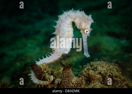 A white Thorny Seahorse from Ambon Indonesia. Full body view Stock Photo