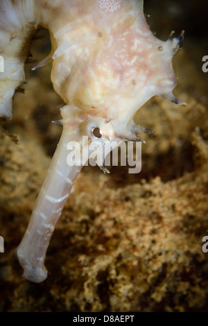 A white Thorny Seahorse from Ambon Indonesia. Avery close view of its head Stock Photo