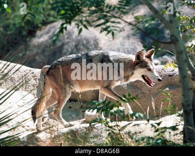 Mexican wolf Canis lupus bailey North America, Mexican wolf smallest of gray wolf, rare, wolf, Stock Photo