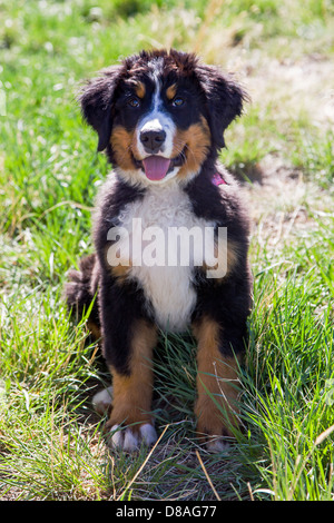 Three month old Bernese Mountain Dog puppy. A working breed and herding farm dog originally from Switzerland Stock Photo