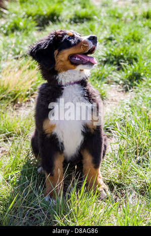 Three month old Bernese Mountain Dog puppy. A working breed and herding farm dog originally from Switzerland Stock Photo