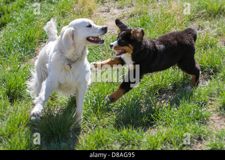 Three month old Bernese Mountain Dog puppy playing with a young platinum colored Golden Retriever dog. Stock Photo