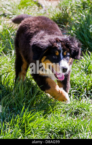 Three month old Bernese Mountain Dog puppy. A working breed and herding farm dog originally from Switzerland Stock Photo