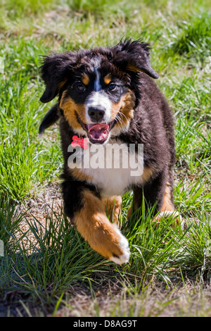 Three month old Bernese Mountain Dog puppy. A working breed and herding farm dog originally from Switzerland Stock Photo