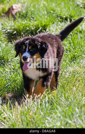 Three month old Bernese Mountain Dog puppy. A working breed and herding farm dog originally from Switzerland Stock Photo