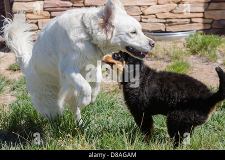 Three month old Bernese Mountain Dog puppy playing with a young platinum colored Golden Retriever dog. Stock Photo