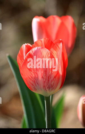 A stock photo of a red and white striped tulip with variegated petals. The vivid red and white colors create a striking pattern, typical of this type of tulip, which is often admired for its unique appearance. Stock Photo