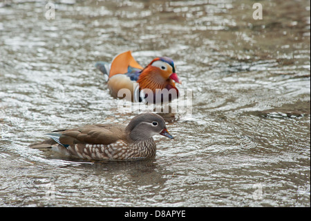 Male and female Mandarin duck swimming on stream Stock Photo