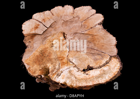 Huge cut tree trunk giving a nice view of the inner texture, isolated on a black background Stock Photo