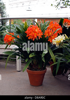 CLIVIA MINIATA GROWING IN TERRACOTTA POTS AT RHS WISLEY. UK.