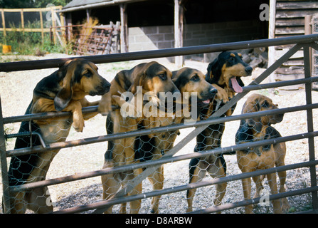 Bloodhounds Standing On Hind Legs Stock Photo