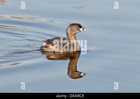 An adult Pied billed Grebe swimming on an inland lake