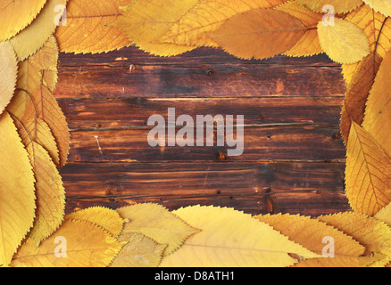 golden color faded cherry leaves forming a frame on a wooden background Stock Photo