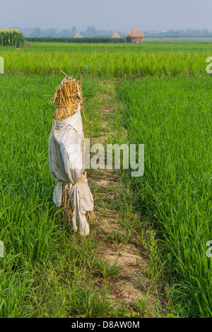 Scarecrow in paddy Stock Photo