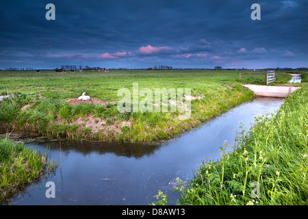 white swan on nest by river at sunset, Groningen Stock Photo