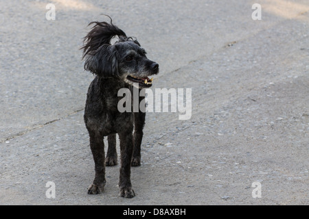 Black shaggy dog lying at the street, cross breed between a cocker spaniel and a poodle