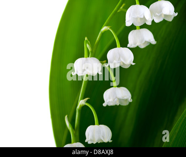 Lily-of-the-Valley flowers isolated on white background (Convallaria Majalis) Stock Photo