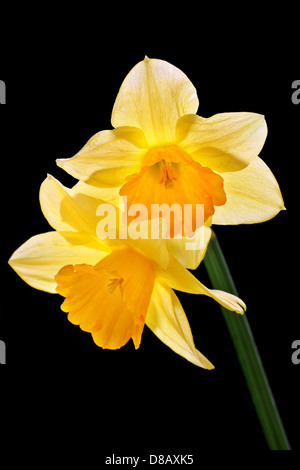 beautiful yellow daffodils, isolated on a black background Stock Photo