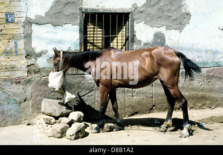 Horse outside a home in the souks of Luxor in Egypt. Stock Photo