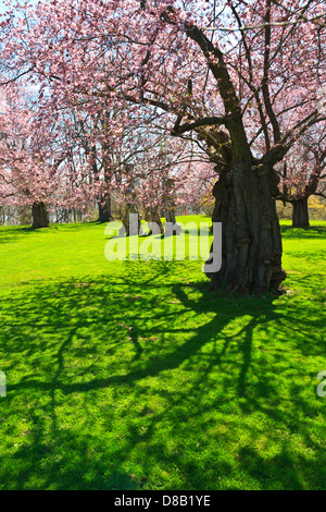 Royal Botanical Gardens Burlington & Hamilton Ontario Canada. Cherry trees in bloom in the Arboretum Stock Photo