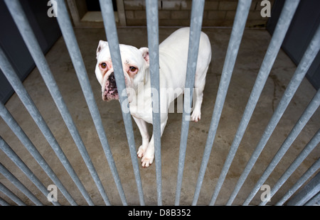 homeless dog behind bars in an animal shelter Stock Photo - Alamy