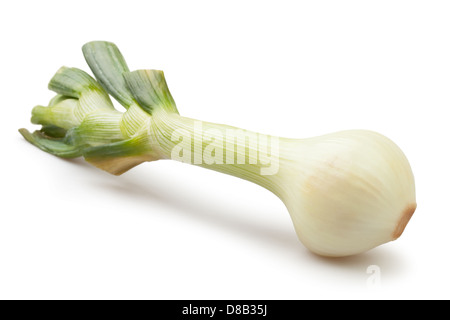 onion single on white background Stock Photo