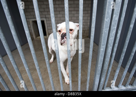Homeless dog behind bars in an animal shelter Stock Photo