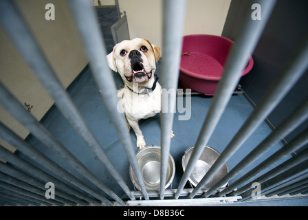 Homeless abandoned dog behind a cage in an animal shelter Stock Photo ...