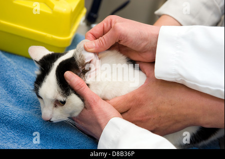 A cat having a check-up in his ear by a veterinarian Stock Photo