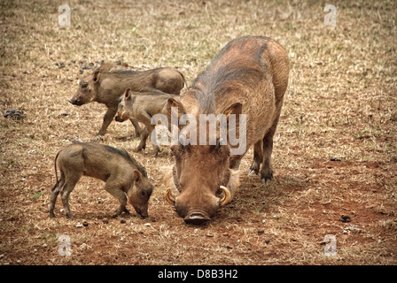 Adult Female Warthog with her three little Piglets, Phacochoerus africanus, Giraffe Manor, Nairobi, Kenya, Africa Stock Photo