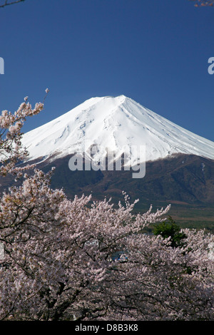 Snowy Mount Fuji and cherry blossoms Fuji-Yoshida city Japan Stock Photo