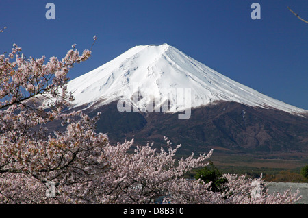 Snowy Mount Fuji and cherry blossoms Fuji-Yoshida city Japan Stock Photo