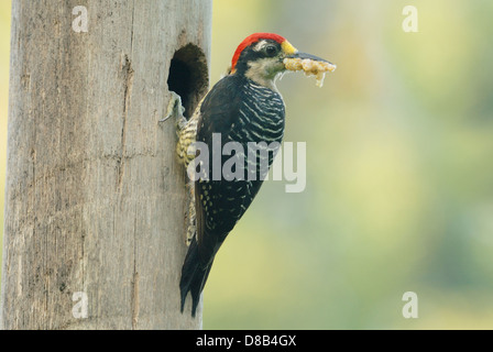 Male Black-cheeked Woodpecker (Melanerpes pucherani) with food for its chicks Stock Photo